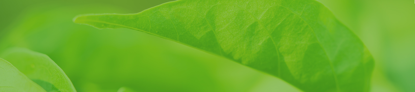 精准清除衰老皮肤细胞
延缓肌肤衰老