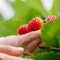 BeFisetin® 非瑟酮