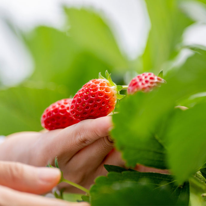 活性最高的
植物源Senolytic