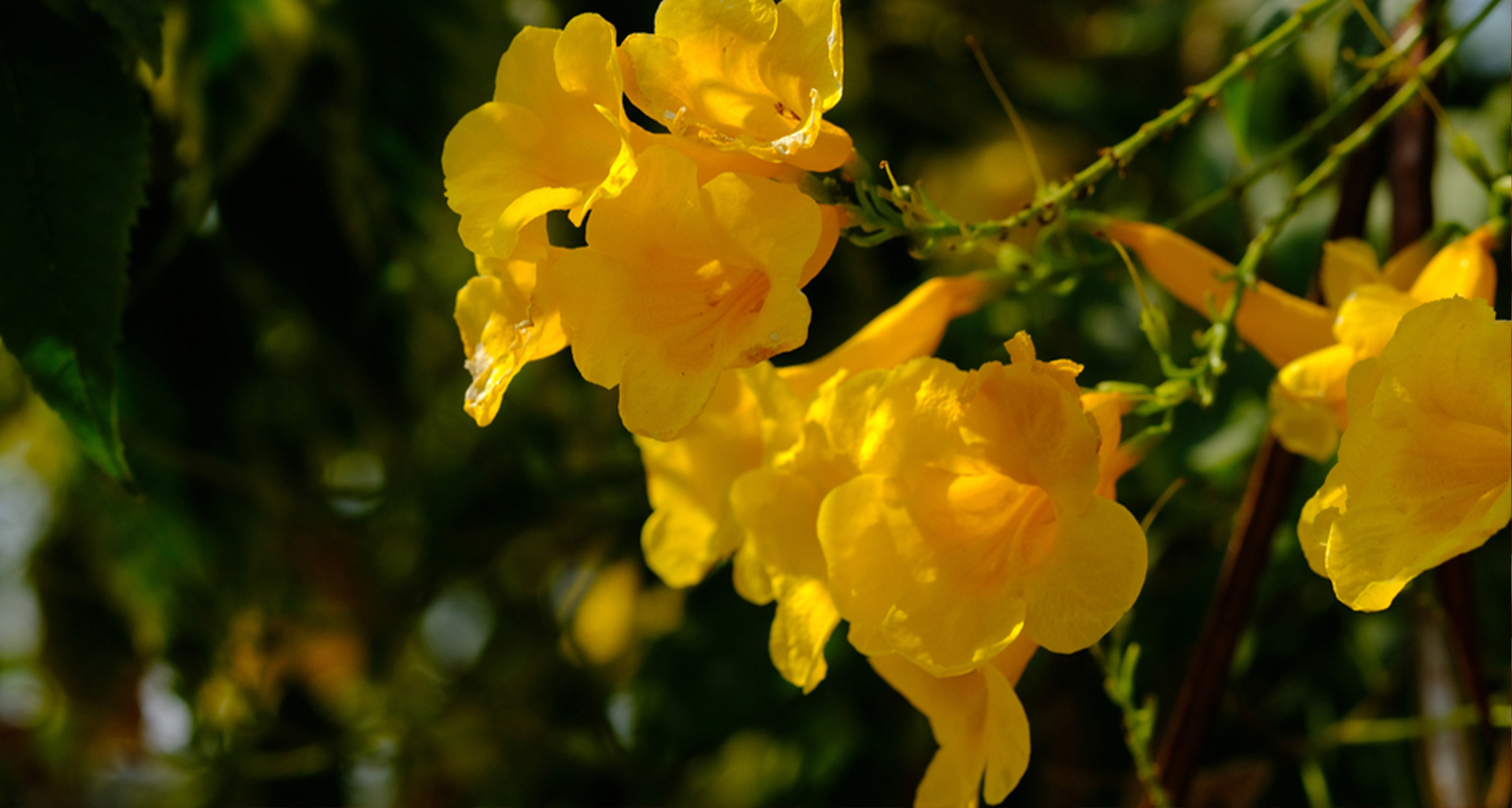 关于二氢小檗碱