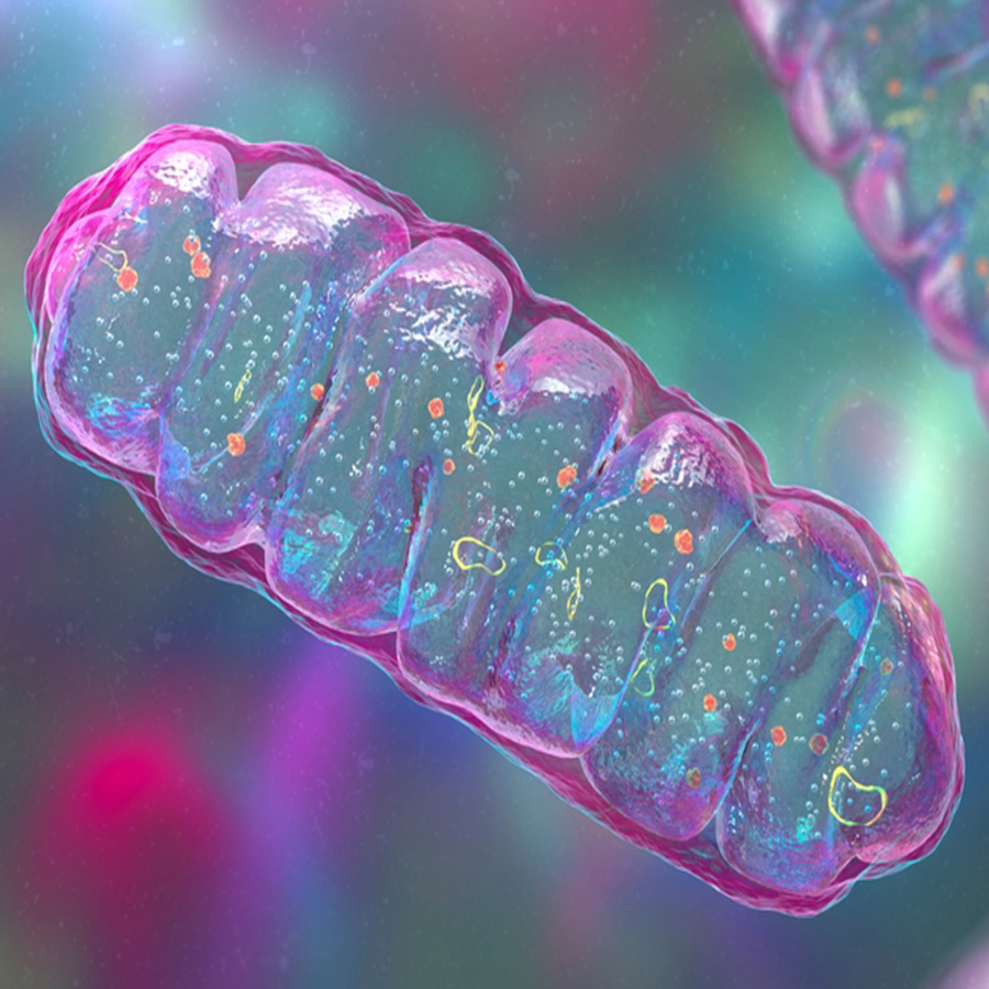 促进新生线粒体生成
维护线粒体和细胞功能