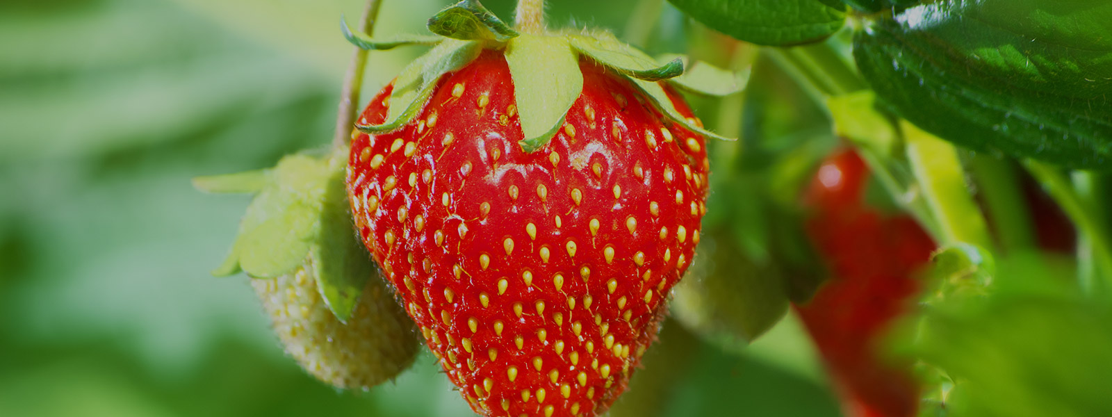 生物多样性保护