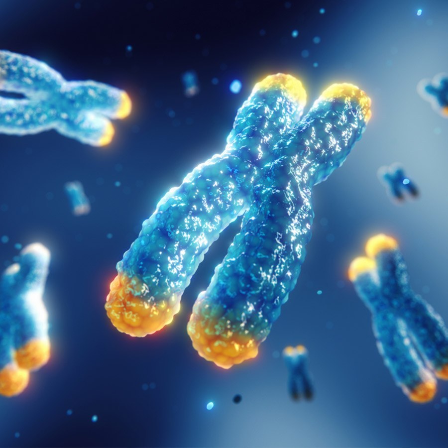 支持端粒健康
延缓细胞衰老