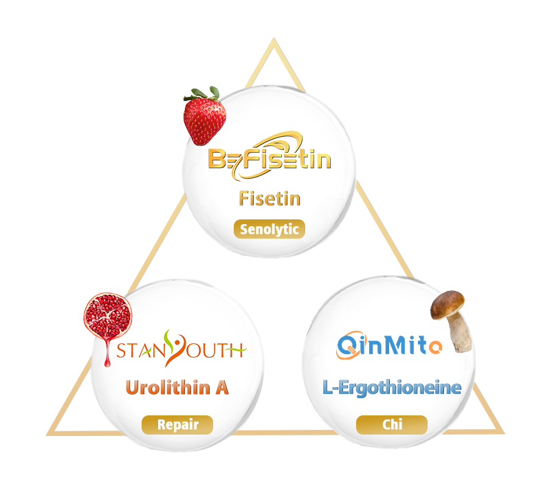 StanYouth® CR3是什么 ?