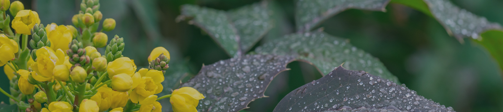 2543种化合物中筛选出
的护肝明星成分