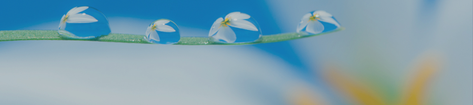 支持端粒健康
延缓细胞衰老