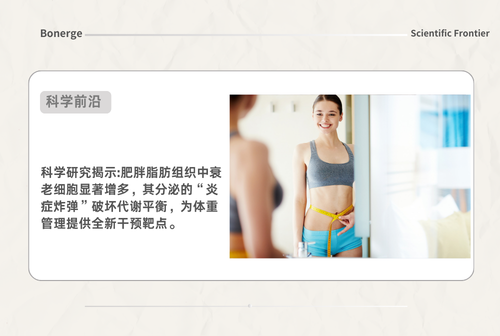 减重总反弹？可能是你体内的 “衰老细胞” 在捣乱